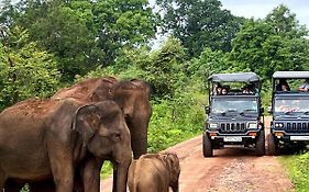 Jungle Lodge